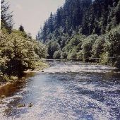 Siuslaw River North Fork