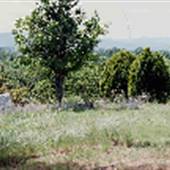 Eastwood Oddfellows Cemetery
