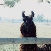 Llama Farm