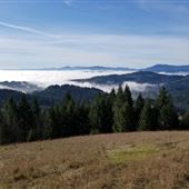 McDonald-Dunn Research Forest