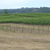 Adelsheim Vineyards