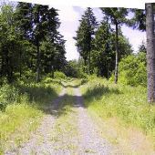 Forest Park Lots