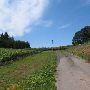 Brick House Winery