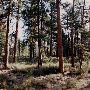 Ponderosa Pine Forest at Head of the Metolius