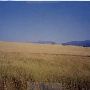 Oveson Ranch