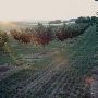 Springhill Road Filbert Orchard
