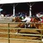 Tillamook Co Fairgrounds Race Track