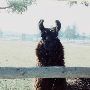 Llama Farm