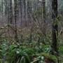 Silver Falls State Park