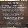 La Pine State Park: Big Pine