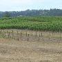 Adelsheim Vineyards