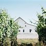 Arborbrook Vineyards