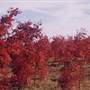 Fall Colors - Mt Hood Foothills