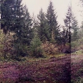 Tri-County Gun Club Forest