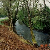 SE Berkeley Place Stream