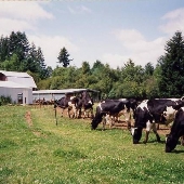 Ellis Farm