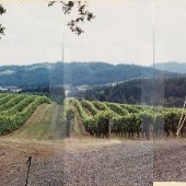 Tualatin Vineyards - Forest Grove