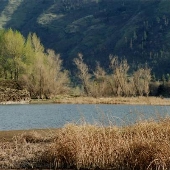 Columbia River Shoreline