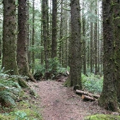 Siltcoos Lake Trail