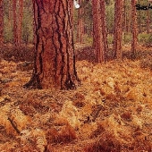 Ponderosa Pine Forest