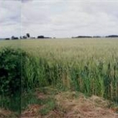 Stephan Property Wheat Fields