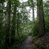 Schrader Old Growth Trail