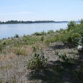 Sauvie Island - U-Pick farm