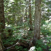 Clackamas County Wildcat Tract
