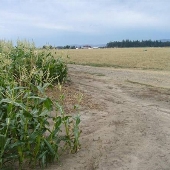 Corn fields - Mountaindale Rd.