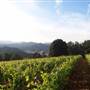 Maysara Winery
