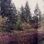 Tri-County Gun Club Forest