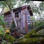 Miller Tree House