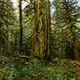 Old Salmon River Trail