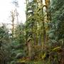 Old Salmon River Trail