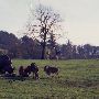 Wildlife Safari