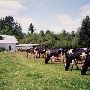 Ellis Farm