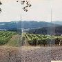 Tualatin Vineyards - Forest Grove