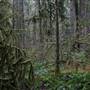 Silver Falls State Park