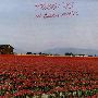 Tulip Field