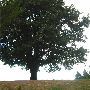 Council Crest Park
