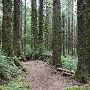 Siltcoos Lake Trail