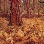 Ponderosa Pine Forest