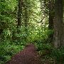 Eagle Fern Park