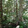 Clackamas County Wildcat Tract