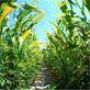 E-Z Orchards