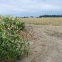Corn fields - Mountaindale Rd.