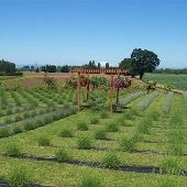 Sauvie Island Lavender Farm
