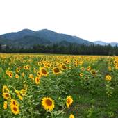 Schmidt Family Farms