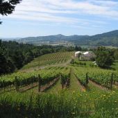 David Hill Vineyards & Winery