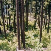 North Umpqua Forest District